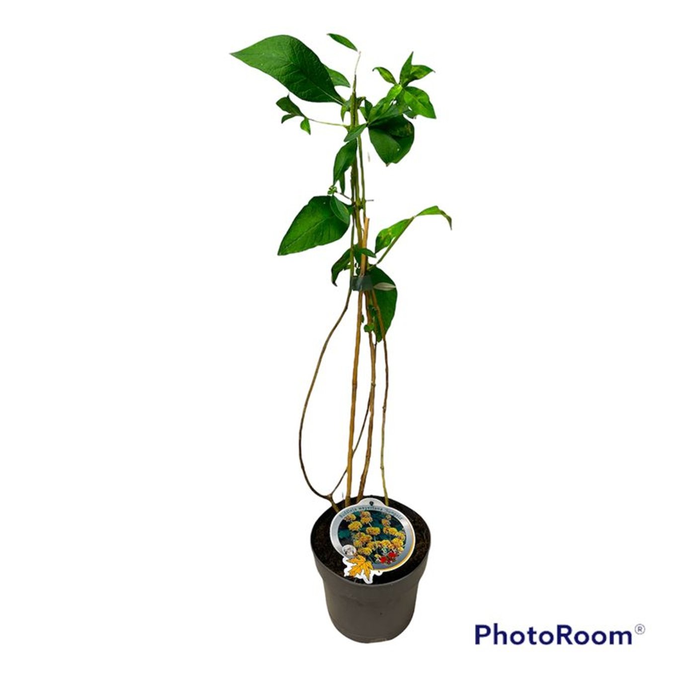 Buddleja weyer. 'Sungold' - C3 50-60 CM